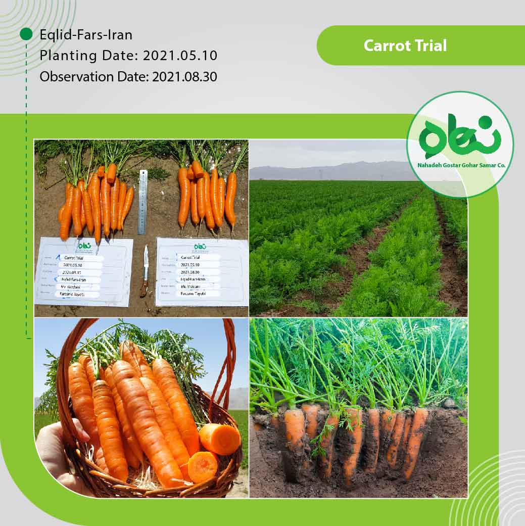 Carrot Trial